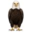 Bald Eagle01