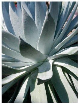 Cactus I Art Print Art Poster Print by Jenny Kraft, 13x19