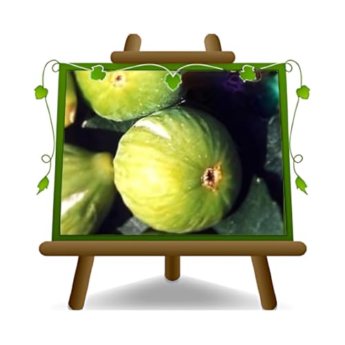 EURO PLANTS VIVAI Fico Brogiotto Bianco – Pianta da Frutto Antico su Vaso da 26 - *Altezza: 180~200 cm. - Età 4 Anni