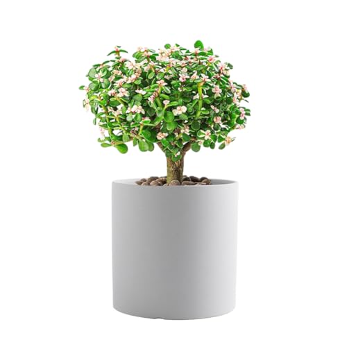 Ceramic Small Planter for Indoor Plants, Solid Color Plant Pots