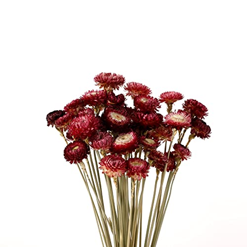 MIHUAGE Dried Flower 40PCS Daisy Bouquet 100% Natural Chrysanthemum Dry
