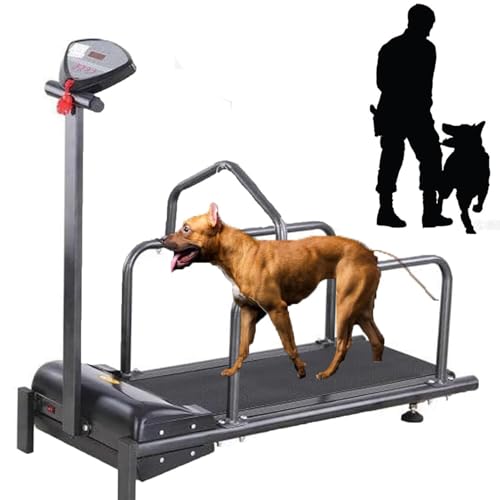 Lponaa 20250314 Hundelaufband Indoor-Training