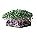 Purple Vienna Kohlrabi Seeds: 1 Lb - Non-GMO Vegetable Garden & Micro Greens Growing Seed