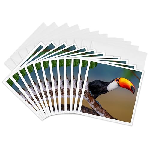 Cartes de vœux toucan Mato Grosso Do Sul Brésil lot de 12 cartes carrées 3dRose