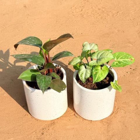 Set of 2 - Philodendron Red & Syngonium Yammi in 4 Inch White Pipe Designer Ceramic Pot (any design)-image-29