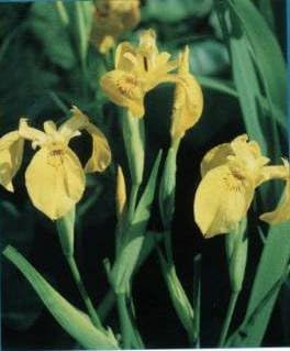 Miniatura 1 de Yellow Pond Iris