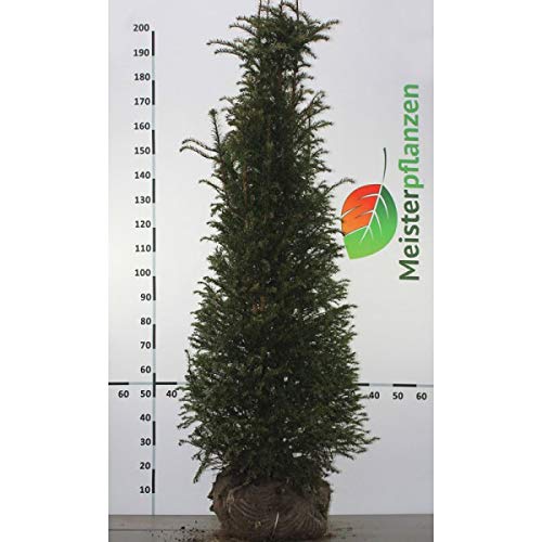 Gardline - Gemeine Heimische Eibe Taxus baccata 160-180cm. 3-150  Heckenpflanzen. Eibenhecke - 64 St. (ca. 28,5 Meter) : Amazon.de: Garten