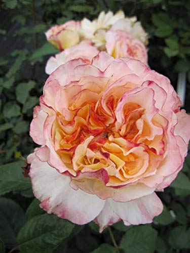 Edelrose Aquarell® - Rosa Aquarell ® - Nostalgierose - Tantau Rose