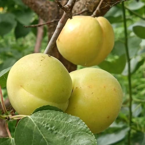 Semillas de albaricoque, Prunus armeniaca, resistentes para balcones Comprar semillas de albaricoquero, Comprar un granado de balcón raras 3pcs