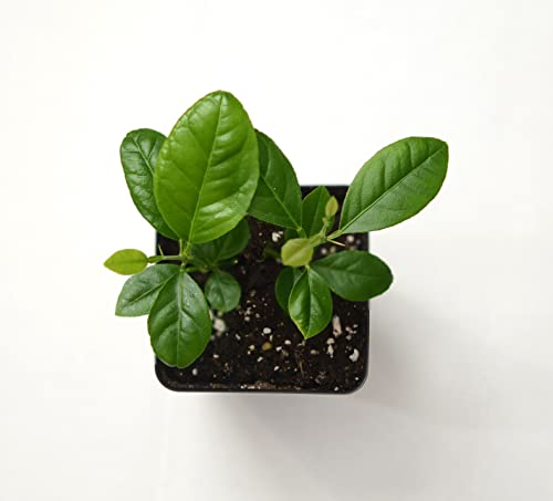 Key Lime Tree - Pot Of 2 Starter Plants. Citrus Aurantifolia. 3” - 5 #TOP4