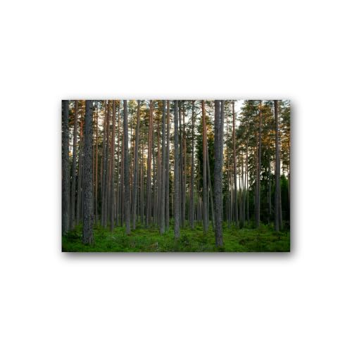 Tableau sur toile Grands pins, l'esprit de la forêt dans votre maison