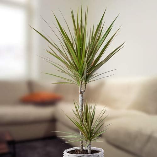 Miniatura 2 de Dracaena Marginata Bicolor - Planta viva en una maceta de 6 pulgadas - Dracaena Marginata 'Bicolor' - Hermosa planta de interior purificadora de aire