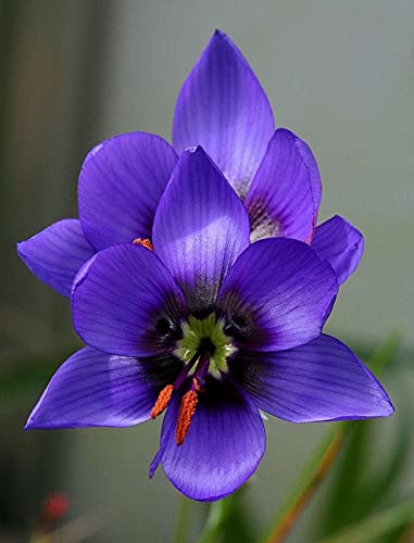 Radha Krishna Agriculture Imported Variety Ixia Flower Bulbs, African Corn Lily, Wand Flower Bulbs for Home Gardening | Grow All Season Flower Bulbs Pack of 5 Flower Bulbs (B0967HT27J) Amazon Price History, Amazon Price Tracker