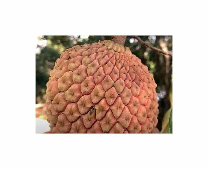 Plantes et graines de Duguetia Lepidota arbre fruitier exotique