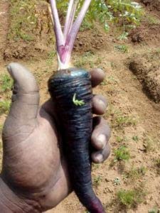 Golden Hills Farm Black Carrot Gajar 300-339 seeds (B09JTX7ZGD) Amazon Price History, Amazon Price Tracker