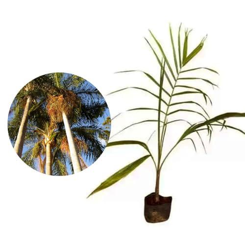 Genérico, Muda de Palmeira Real 20 a 40cm AMK - Plantas Online