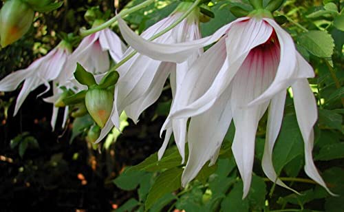 Dahlia Campanulata Weeping Tree Dahlia Weeping Giant Dahlia Fresh Seeds