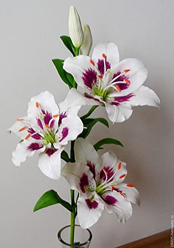 Radha Krishna Agriculture™ Asiatic lily Mix Color Flower Bulbs for Home & Kitchen Gardening (Pack Of 3) (B098K4NR8V) Amazon Price History, Amazon Price Tracker
