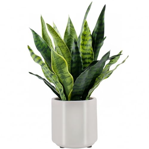 BTHM DSGN Fake Snake Plant 22
