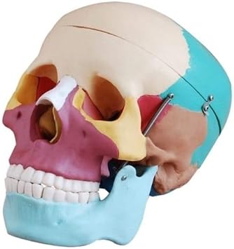 Human Skull Anatomical Anatomy Skeleton Medical Model & Colored Bones Life Size by Superdental