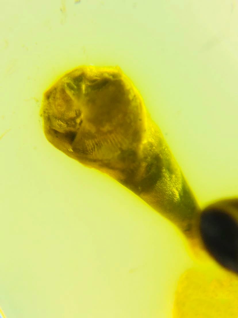 Burmese burmite Cretaceous Beautiful Plants Insect Fossil Amber Myanmar