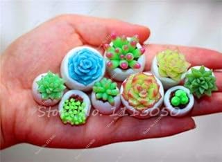 4: suculentas en macetas carnosas brillantes plantas Verdes Haworthia Cooperi Yulu Truncata semillas de Flores Lithops Pseudotruncatella semillas 100 piezas: Only Seeds