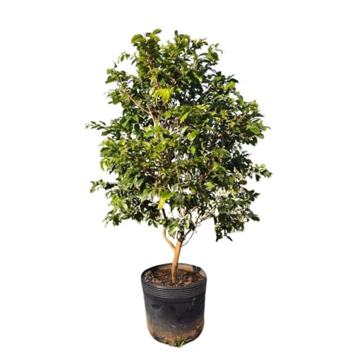 Muda De Jabuticaba Hibrida Em Fase De Produção - Ideal Para Vasos