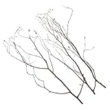 branches bouleau blanc Branches de bouleau naturelles : embellissez votre intérieur avec ces branches décoratives, qui apportent charme raffiné et une touche naturelle à votre décoration. idéales pour garnir vos vases et créer une ambiance fraîche et élégante, elles peuvent également servir de composition séchée champêtre