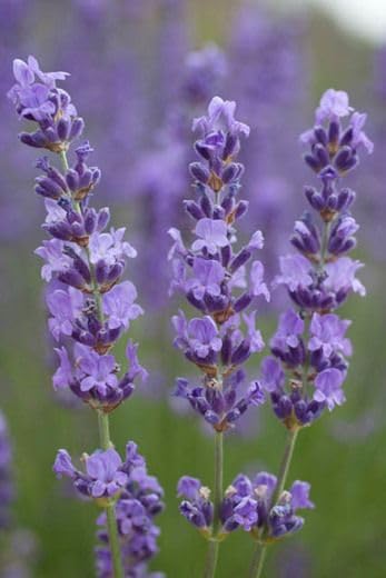Green Snap Non-GMO Lavender Seeds for Planting | Purple Flower Garden Seeds- 50 seeds per packet-image-41