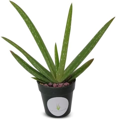 Live Aloe Vera Plant 5"-6"+ Air Purifying Easy Care Succulent Houseplant 2" Pot