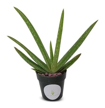 best indoor plant to purify air for allergies