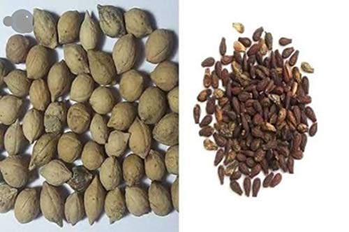 Bellentines Sky Life Combo Offer Sivalingi Seed & Putrajivak Seed (200 Grm Each) Shivlingi Beej - Bryonia Lacinosa - Sivalingi Seed Sivalengi Seed - Putrajeevak Beej - Putrajivak Beej