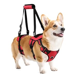 NOYAL Dog Lift Harness for Senior & Injured Pets – Full-Body Support Sling with Breathable Mesh, Front/Rear Leg Assist for Arthritis, Hip Dysplasia & Post-Surgery Recovery (Medium-Large Breeds)
