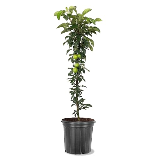 Generic Golden Sentinel Columnar Apple Tree, Yellow Apple, 2-3 ft Tall, 5 gal. Nursery Pot