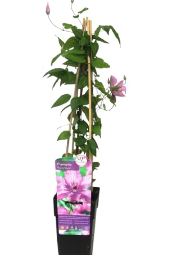 Harro'S Pflanzenwelt Clematis 'Hagley Hybrid' Rosa Kletterpflanze