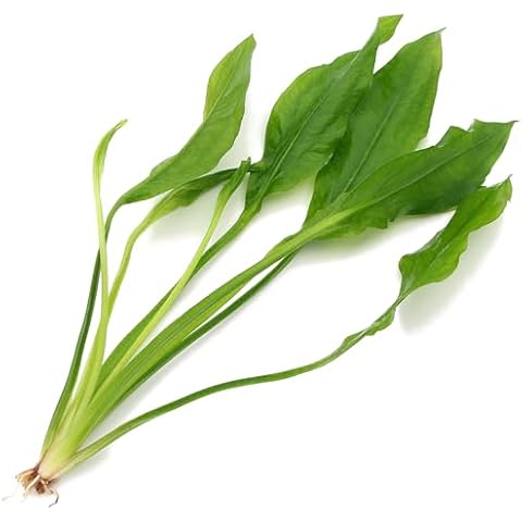 Echinodorus Bleheri Live Amazon Sword Plant Cover