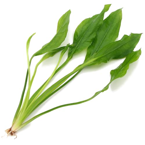 K2AQUA Echinodorus Bleheri Live Aquarium Plant Tropical Freshwater Rooted Green Background Aquascape Hardy Low Light Easy Care Suitable for Fish Substrate Plant for Large Tanks