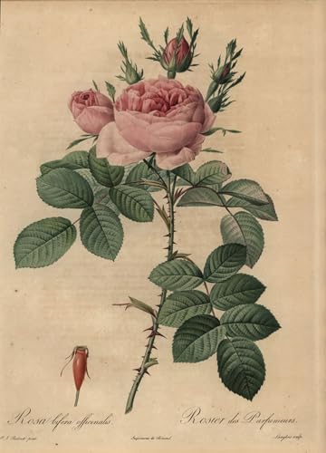Pinturas Murales Pink Rose Solución Paredes Vacías Lámina Botánica Vintage Grande 60x90cm