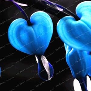 . 10pcs bicucullina Bonsai Dicentra spectabilis Rare cuore dei bonsai del fiore a forma di sacchetto di novità Abbastanza per casa e giardino delle piante: 5: Only Seeds