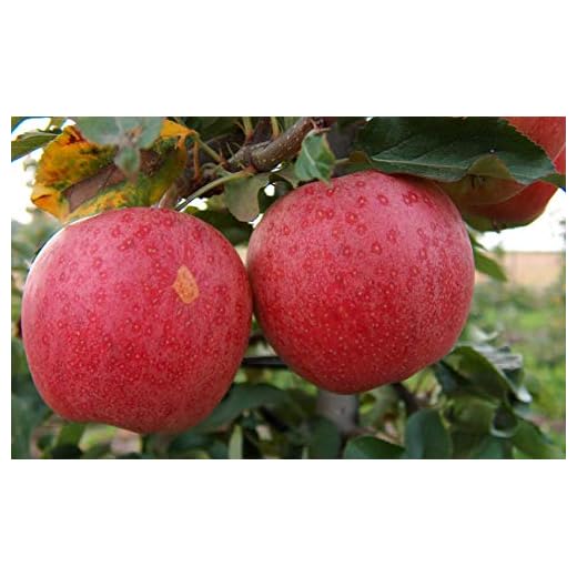 Gala Apple Tree - Grow Fresh Fruit - Live Plant Shipped 3 to 4 Feet Tall by DAS Farms (No California)