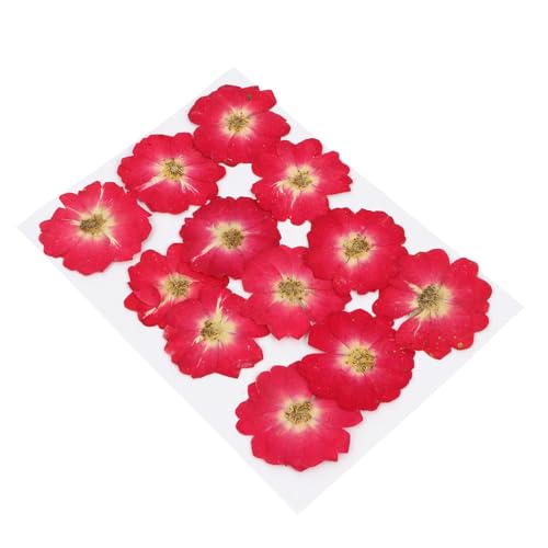 Flores Secas Naturales Presionadas 12pcs para Manualidades