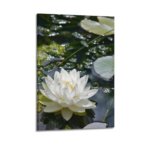 Nénuphar blanc dans l'eau claire poster ZHOUKEG mural 50x75cm