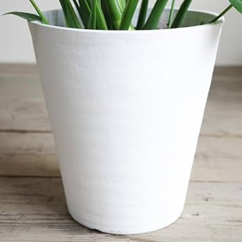 モンステラ 観葉植物 ホワイト鉢 観葉植物 モンステラ8号角高陶器(白) 人気 新築祝い インテリア