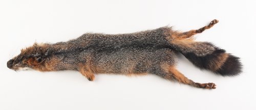 Gray Fox Skin