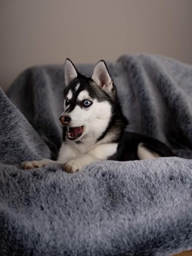 TrendPet Yuma Felldecke - Kuschelige Premium Hundedecke, geeignet für Hunde und Katzen oder in XXL als Sofadecke (170 x 100cm)