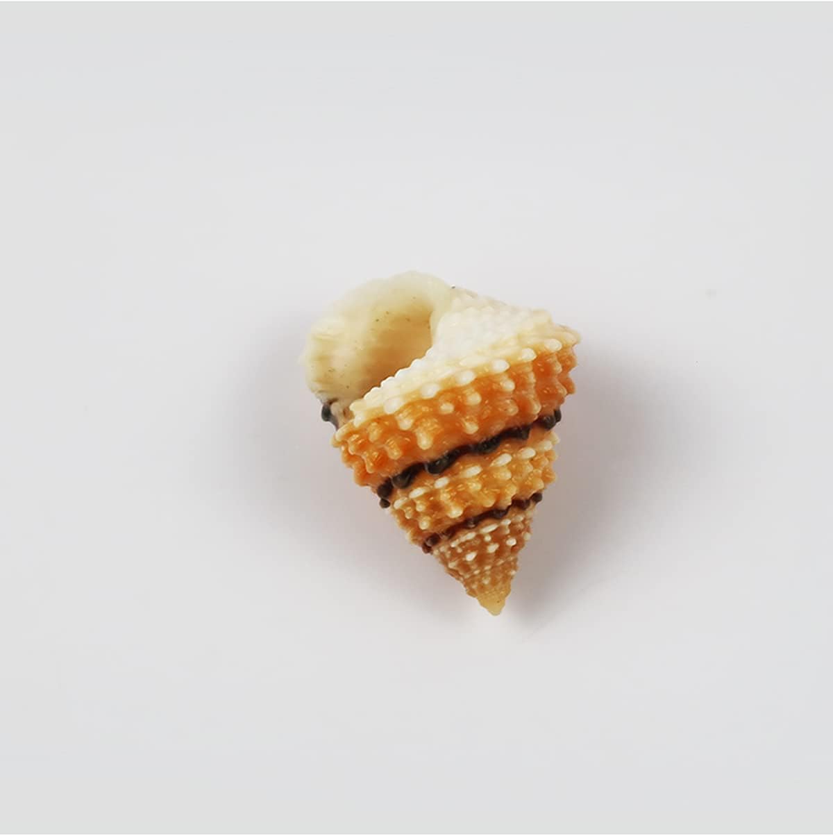 Natural Shell,Beach Sea Shells, Hermit Crab Small Shell,2 Brown Snail Shells1-2Cm,Hermit Crab House Fish Tank Decoration Craft(2cm)