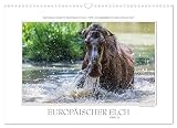 Ingo Gerlach GDT hat den europäischen Elch in wunderschönen und auch spannenden Bildern festgehalten. Hier ist der 2. Teil des neuen Elchkalenders. (Monatskalender, 14 Seiten ) , von Autor(in): Ingo Gerlach
