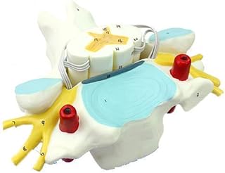 Learning Props Human Nervous System, Human Cervical Spinal Cord and Spinal Nerve Magnification Model, Including 21 Education Indicators