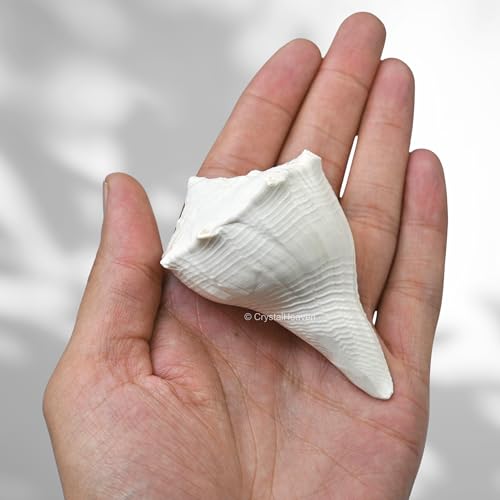 Image of Crystal Heaven Dakshinavarti Shankh Original - 2 to 3 inch inches Large Dakhinabarti Sankha for Puja Original Conch Shell - Natural Dakshinmukhi Shankh for Pooja, Meditation and Gifts