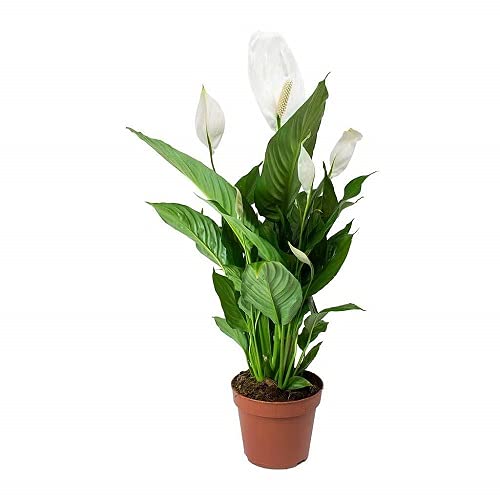 Best Air Purifier Indoor Plants for Home Decor with Pot - Peace Lily Plant (B097C3MG49) Amazon Price History, Amazon Price Tracker